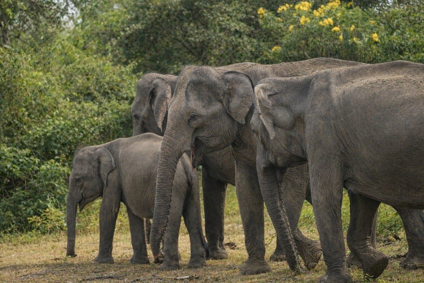 Full-Day Yala Elephant and Bird Expedition tour package Kataragama Sri Lanka