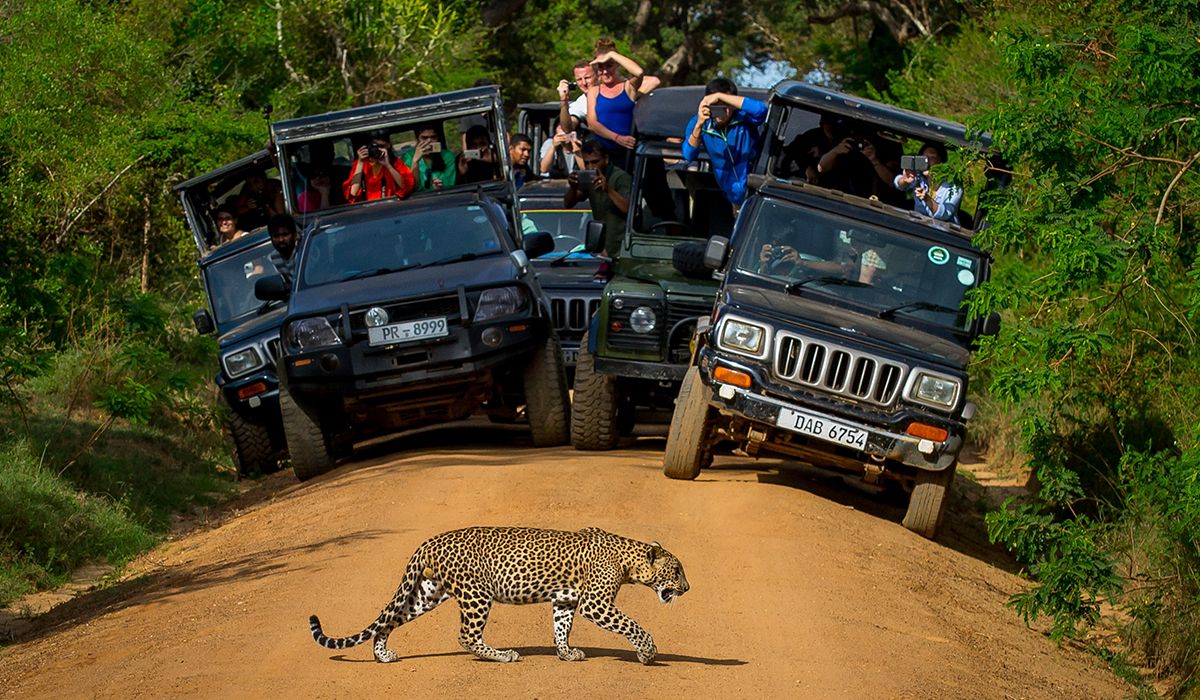 Half-Day Yala Leopard Safari from Kataragama tour package Kataragama Sri Lanka